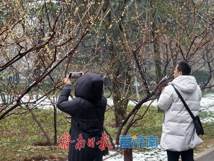 一年四季 泉在济南丨雪后蜡梅，藏在济南的春日浪漫