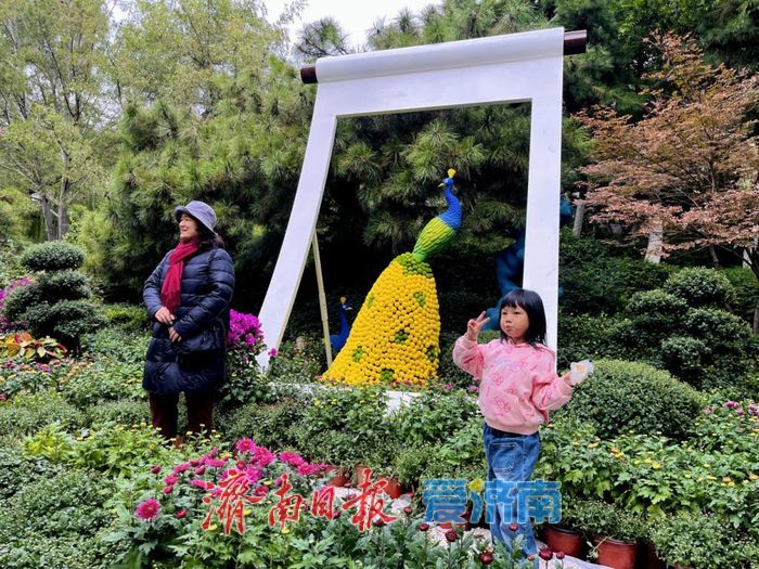 亮点纷呈 体验升级 第46届趵突泉金秋菊展今起开展