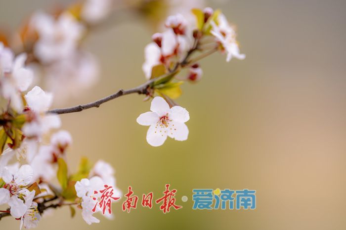 济南黄河大堤紫叶李大道进入最佳观赏期 春日盛景引市民打卡