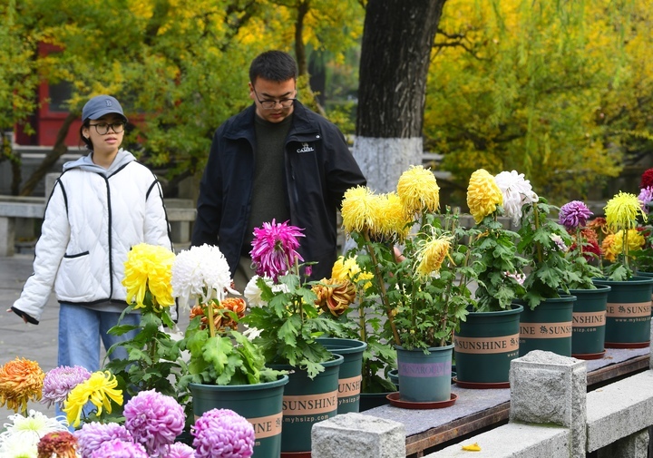 泉畔菊香四溢，趵突泉金菊展迎来赏菊最佳时节