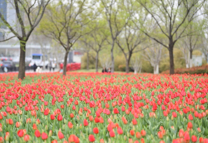 春花烂漫时，“郁”见你真好