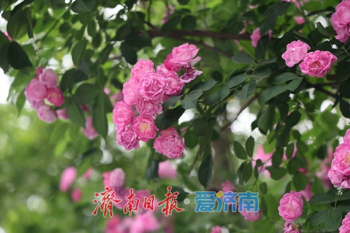 千佛山蔷薇花带扮靓登山路 “花漾”景致引游客驻足流连