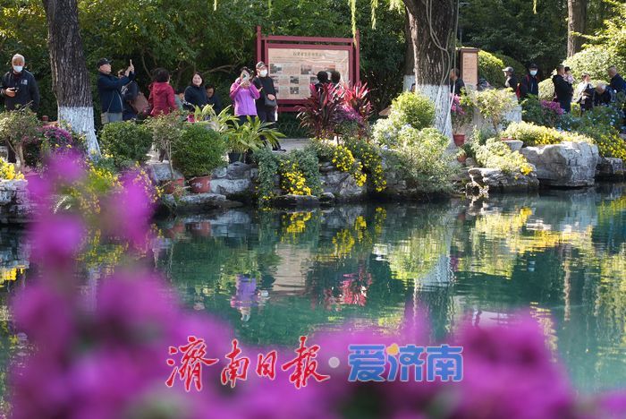 一年四季 泉在济南丨菊映潭水 五龙潭赏菊迎来最佳观赏期