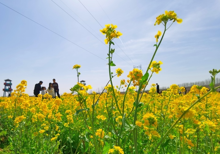 仲春时节满眼金，油菜花开遍地黄 