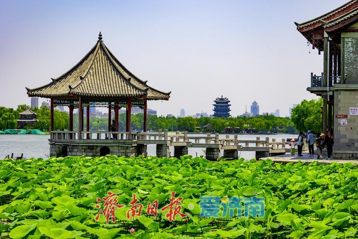 一年四季 泉在济南｜荷风初起夏意浓 济南大明湖荷花陆续绽放启幕初夏美景