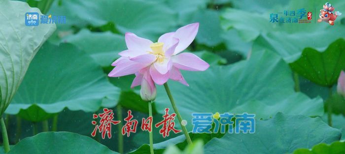 不花一分钱！济南这些绝美赏荷地，错过等一年！