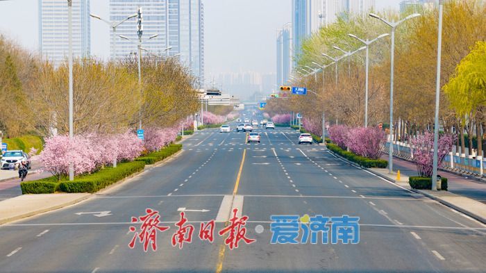 泉城春浓 花满西城—济南西客站片区繁花盛放醉游人