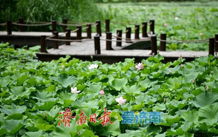 荷风送香入夏 济南森林公园荷花次第绽放