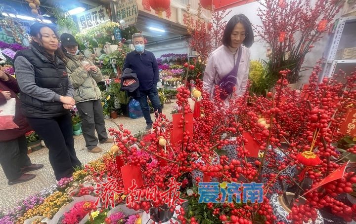 济南年宵花市场供销两旺 蝴蝶兰、杜鹃、大花蕙兰受热捧