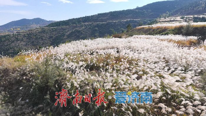 美出圈！南部山区芦荻摇曳成“雪”的童话