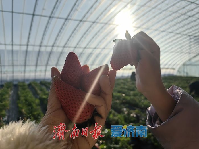 济南草莓棚里“直播带货”激活乡村采摘经济