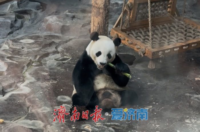五一假期济南野生动物世界迎客流高峰 游客与动物“亲密接触”欢乐多