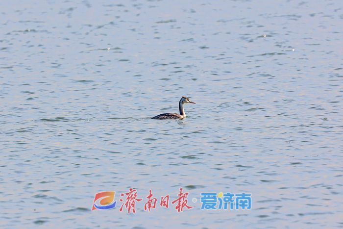 罕见！章丘白云湖首次迎来白化白骨顶