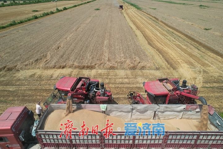 黄河畔夏收忙 济南343万亩小麦迎丰收
