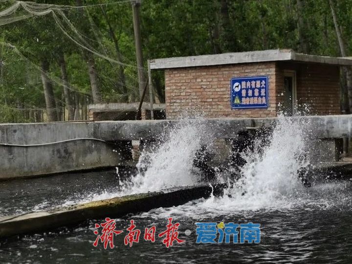 黄河水养大的三文鱼，5个小时就能“游”到济南市民的餐桌