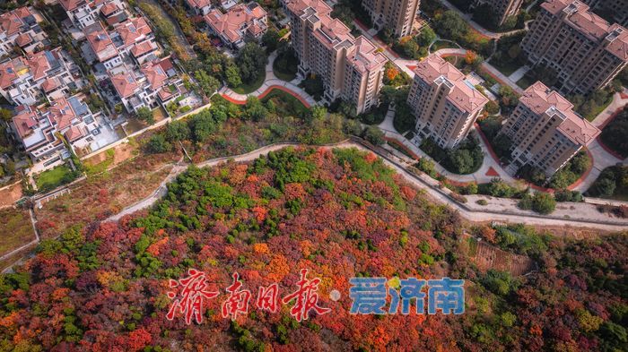 一年四季 泉在济南丨层林尽染！济南蝎子山“平分秋色”美景上线