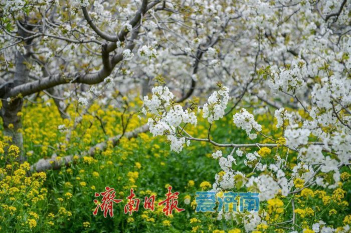 春日暖阳，带你奔赴浪漫花约，济南市特色林果赏花攻略来啦→