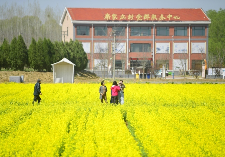 仲春时节满眼金，油菜花开遍地黄 