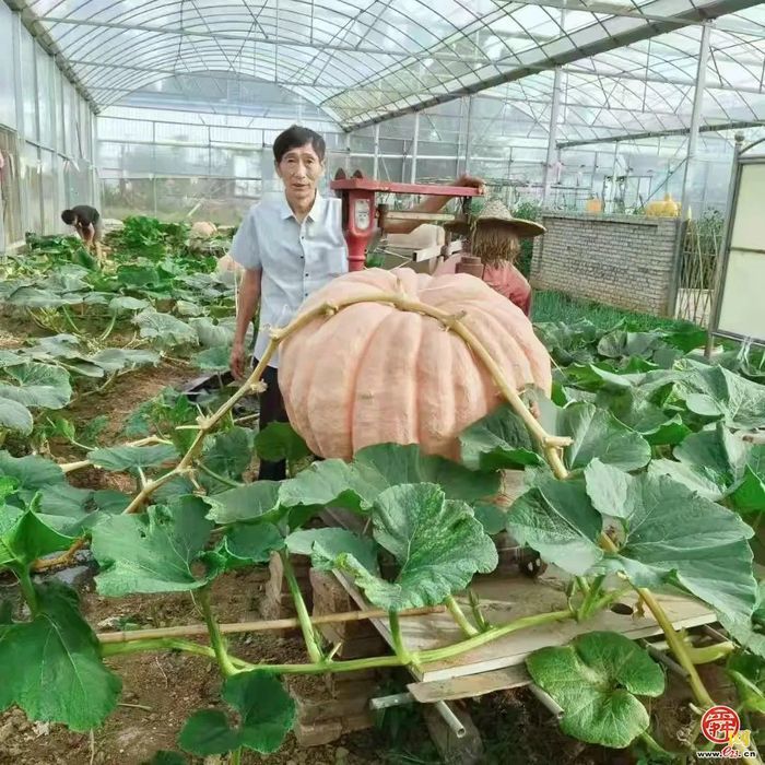 章丘圣井街道：农业之花绽放在耕耘里