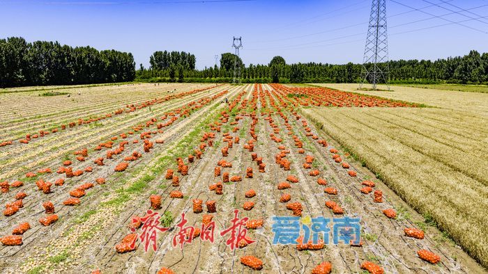 槐荫区玉清湖街道小杨庄洋葱喜获丰收 硕果飘香助农增收