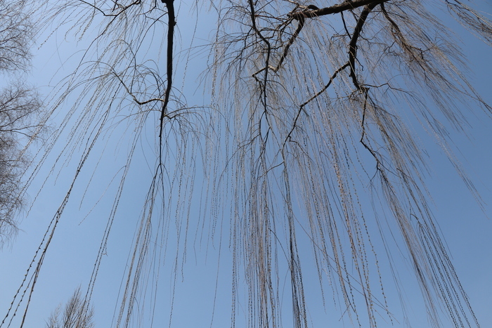 沉浸式感受济南这座城的春天