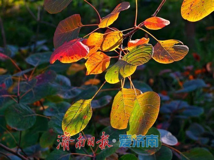 一年四季 泉在济南丨秋日限定！济南蚰蜒山红叶渐染