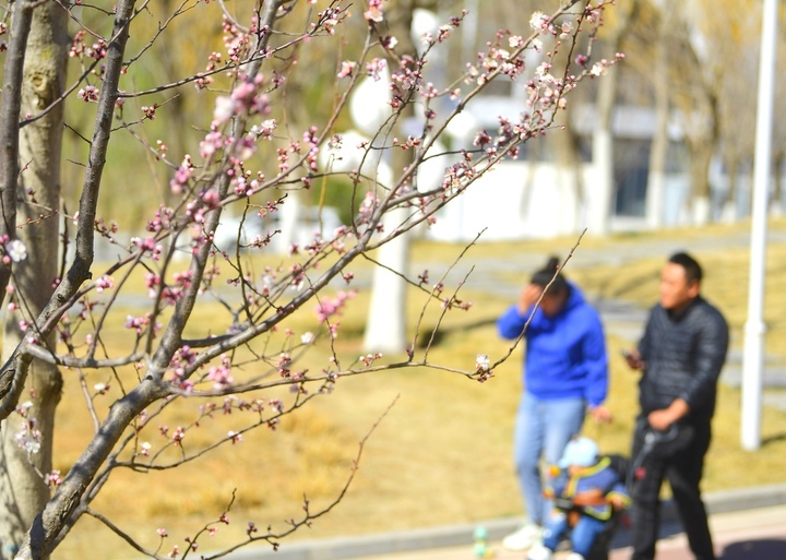 千花百卉争明媚，一城春色入眼来