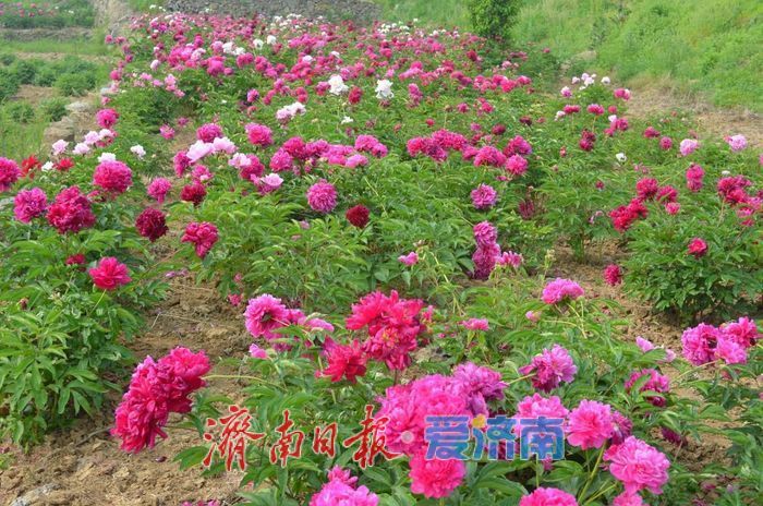 春日暖阳，带你奔赴浪漫花约，济南市特色林果赏花攻略来啦→