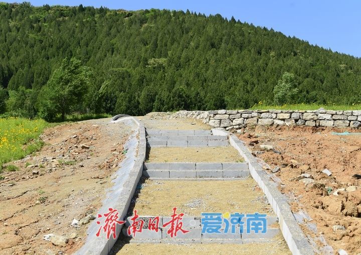 济南初夏“黄金毯”上线！蚰蜒山下万平金鸡菊花海盛放