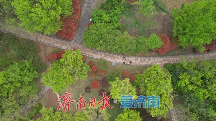一年四季 泉在济南丨春雨润泉城 济南森林公园满目翠绿“颜值高”