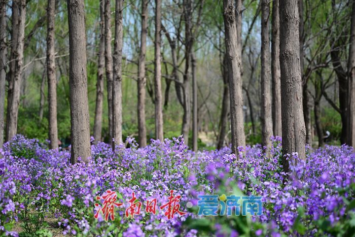 一年四季 泉在济南丨泉城春色浓 森林公园变身“春日调色盘”