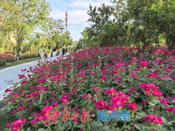 立夏时节 济南腊山河变身“莫奈花园” 