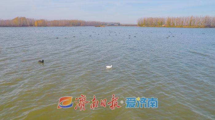 罕见！章丘白云湖首次迎来白化白骨顶