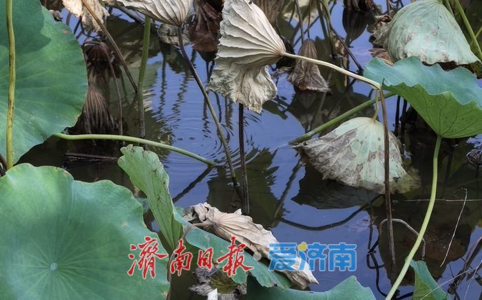美城美文｜季羡林的青春记忆 一半是烟火一半是书香