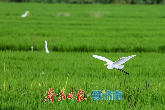 一年四季 泉在济南丨稻田与白鹭共绘乡村优美画卷