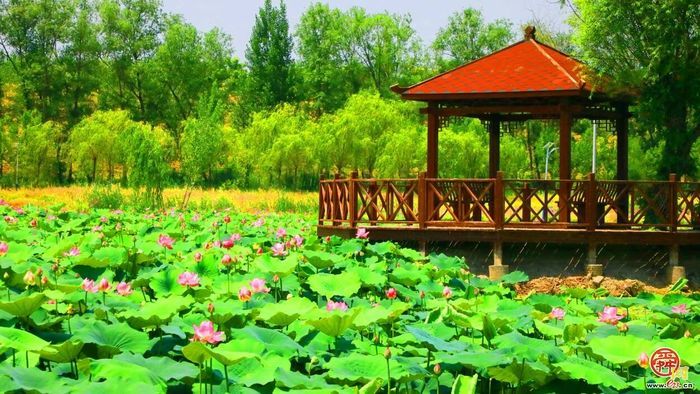 奔跑在黄河岸边的生态长廊，吴家堡高质量发展的新密码