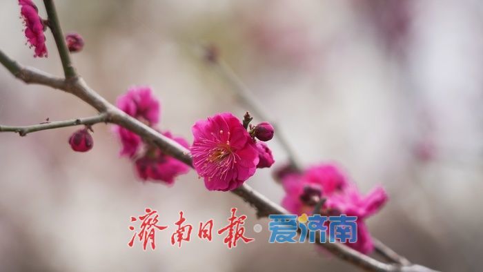 济南泉城公园“梅杏争春”醉游人