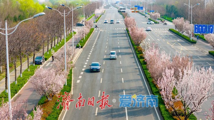 泉城春浓 花满西城—济南西客站片区繁花盛放醉游人