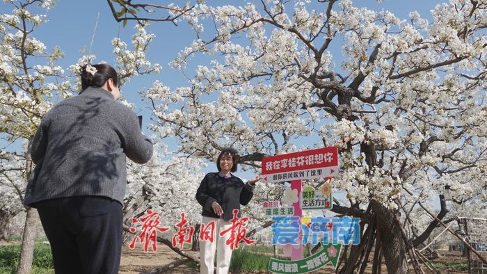 “春风漫梨园，花开似雪来” 在商河赴一场百年梨花之约！