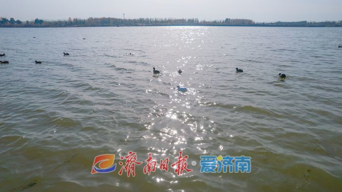 罕见！章丘白云湖首次迎来白化白骨顶