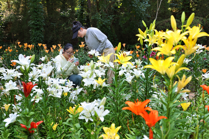 百合花开 红叶谷里游山玩水乐享夏日时光