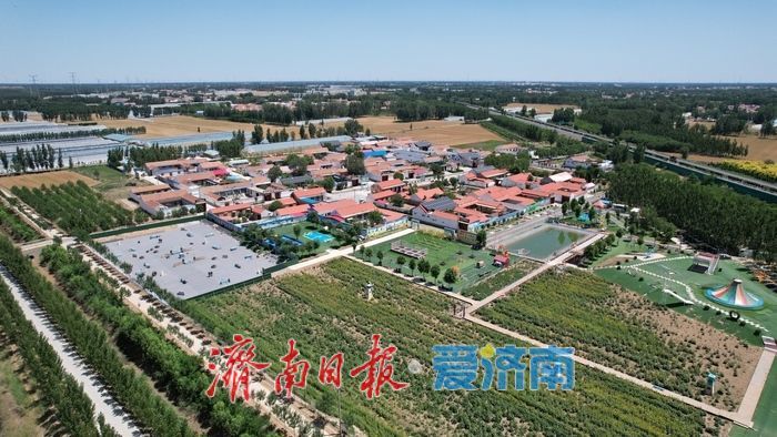 油葵花海绚烂绽放 绘就乡村旅游新画卷