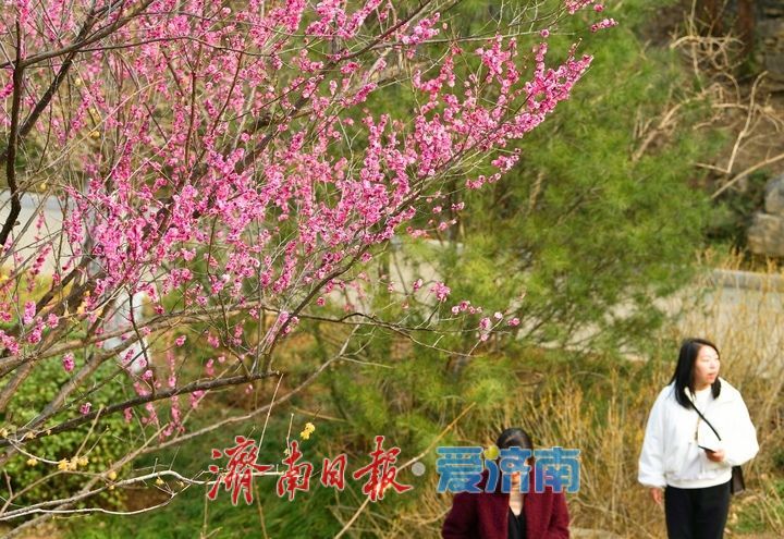一年四季 泉在济南丨春日“香”约佛慧山，梅开溪畔花满枝