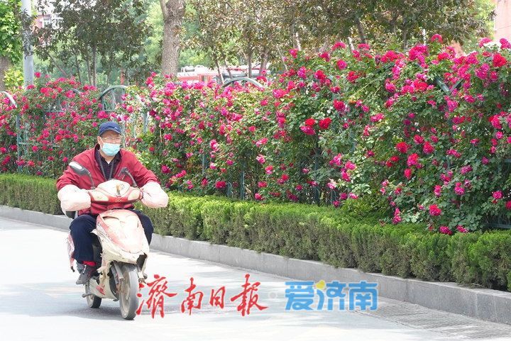 济泺路百米“月季花墙” 铺展泉城初夏诗意长卷