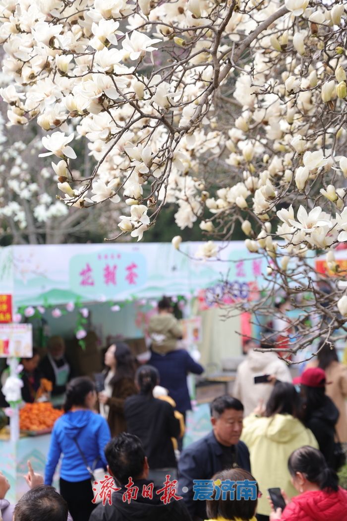 玉兰花开春意浓