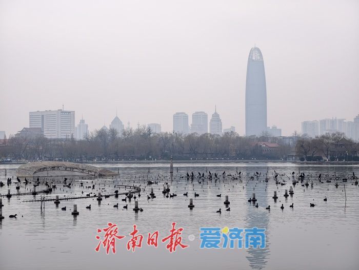 白骨顶鸡“组团”栖息越冬，见证泉城生态之美