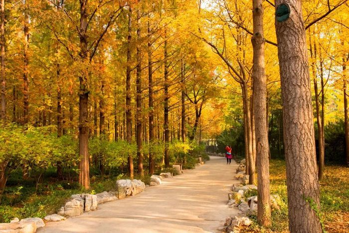 这份秋色图鉴，带您打卡藏在公园里的济南秋景
