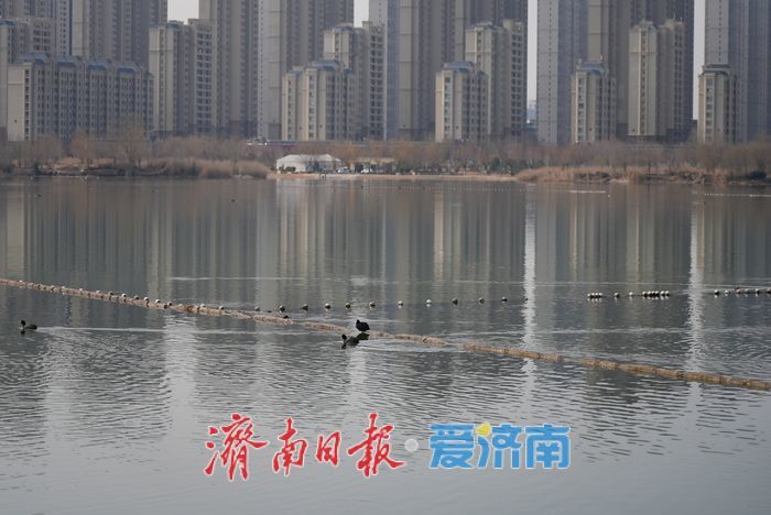 初春时节，白骨顶鸡在华山湖水面上觅食嬉戏