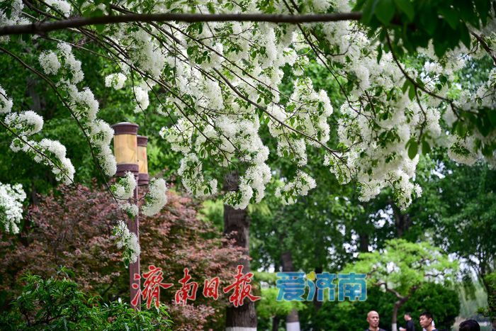 一年四季 泉在济南丨大明湖畔“四月雪” 流苏花开引客来
