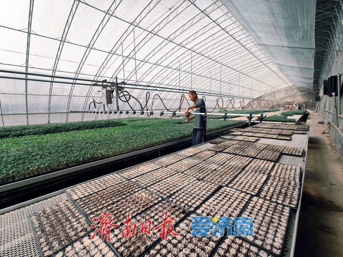 春日育苗忙 科技赋能 “苗壮苗优”